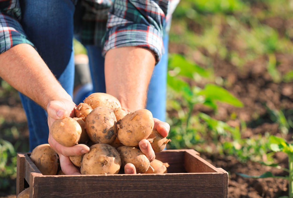 rouen-legumes-offert-aux-etudiants